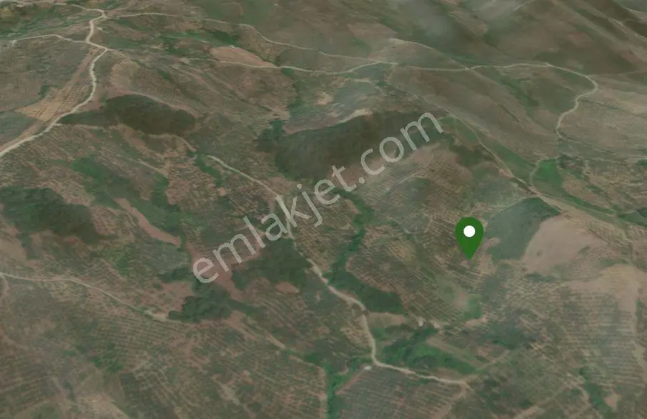 C21 Cius ;katırlı Da Yatırımlık Bakımlı 6695m2 Satılık Zeytinlik — fotoğraf 5