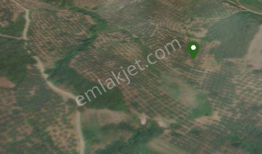 C21 Cius ;katırlı Da Yatırımlık Bakımlı 6695m2 Satılık Zeytinlik — fotoğraf 6