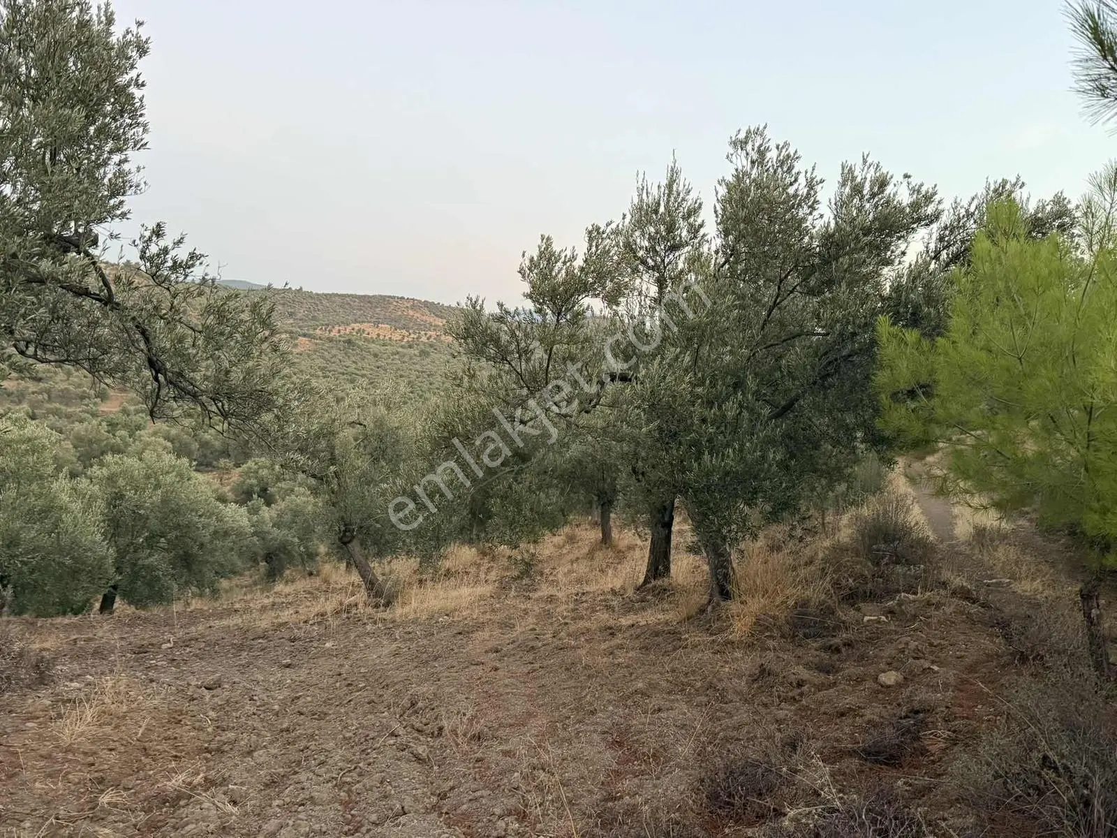 Resmi Yola Cephe Uygun Fiyat Zeytinlik — fotoğraf 2