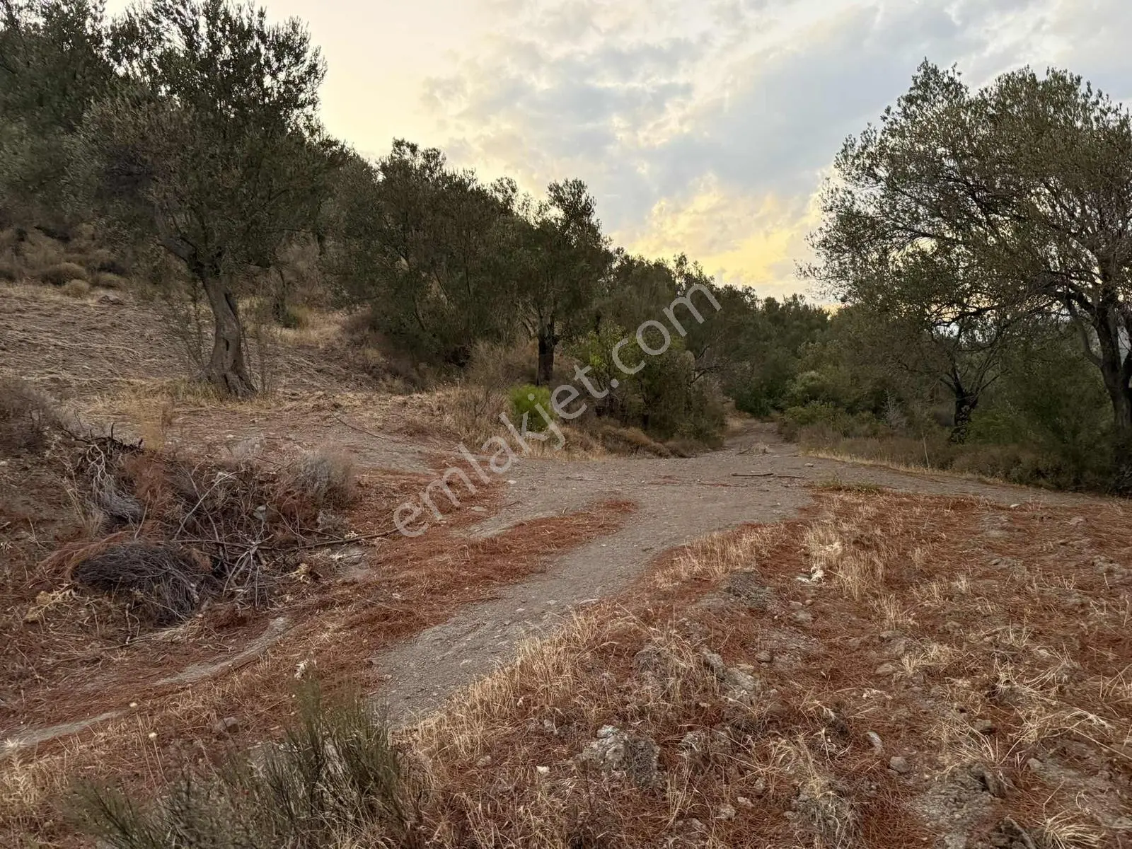 Resmi Yola Cephe Uygun Fiyat Zeytinlik — fotoğraf 3
