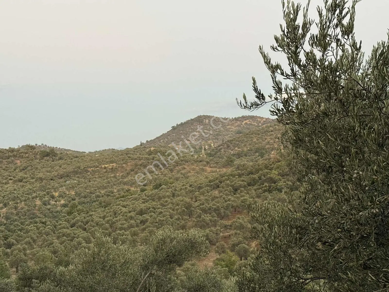 Resmi Yola Cephe Uygun Fiyat Zeytinlik — fotoğraf 4