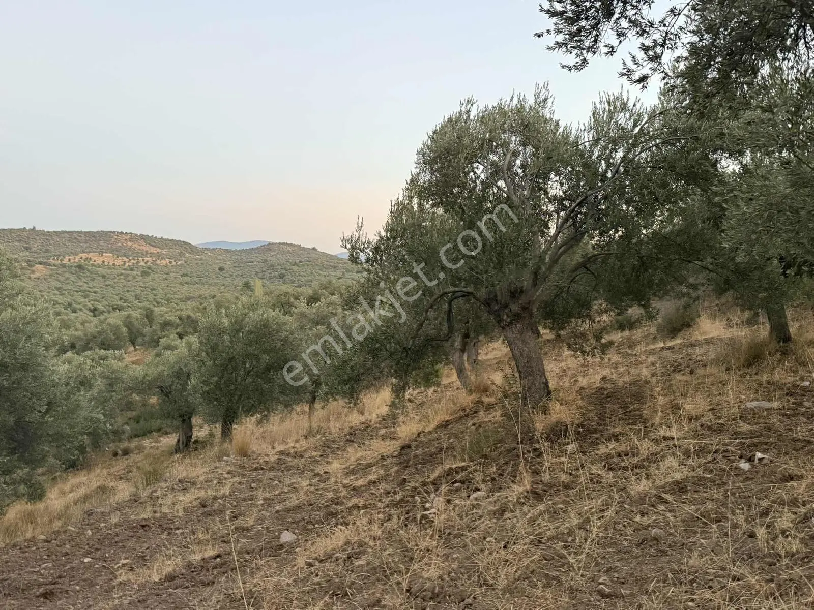 Resmi Yola Cephe Uygun Fiyat Zeytinlik — fotoğraf 5