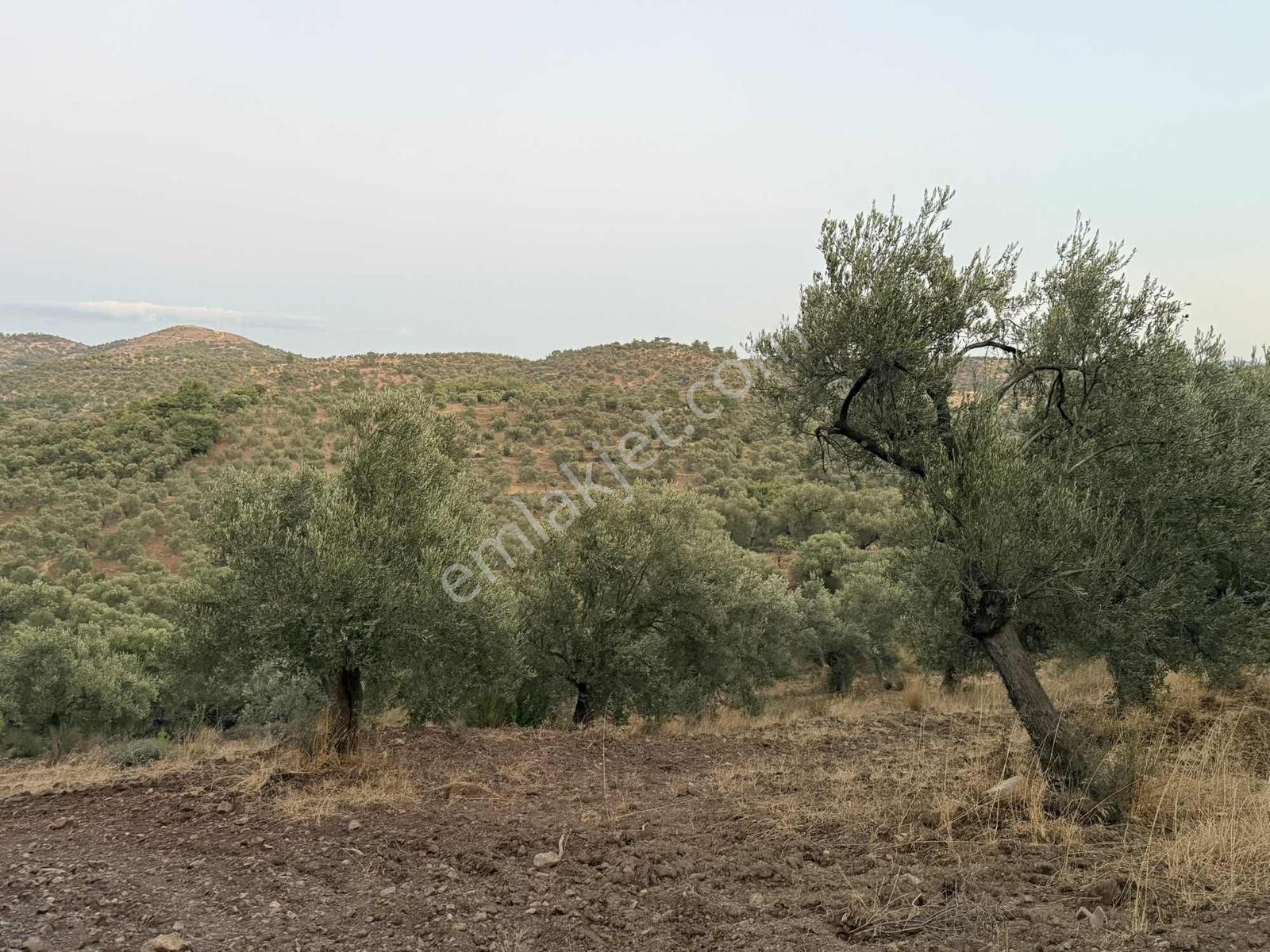 Resmi Yola Cephe Uygun Fiyat Zeytinlik — fotoğraf 6