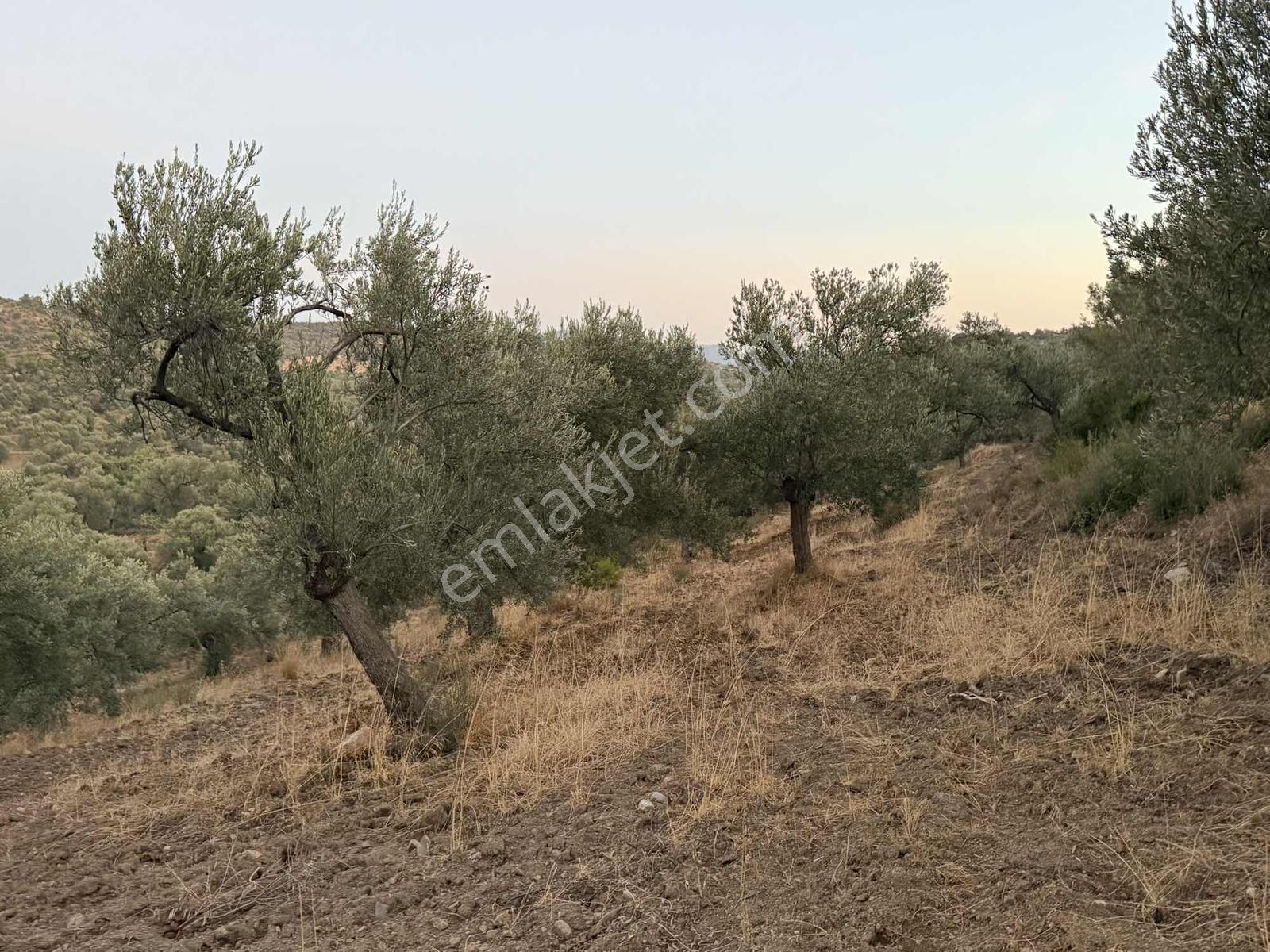 Resmi Yola Cephe Uygun Fiyat Zeytinlik — fotoğraf 7