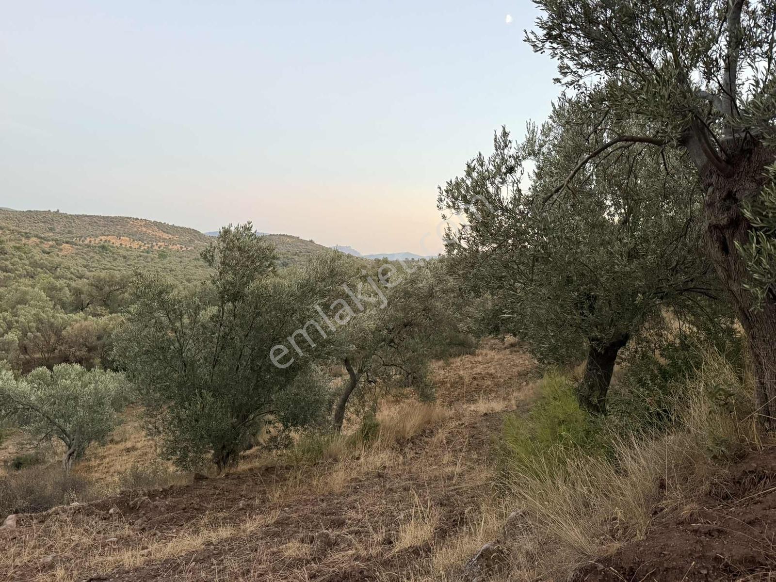 Resmi Yola Cephe Uygun Fiyat Zeytinlik — fotoğraf 8