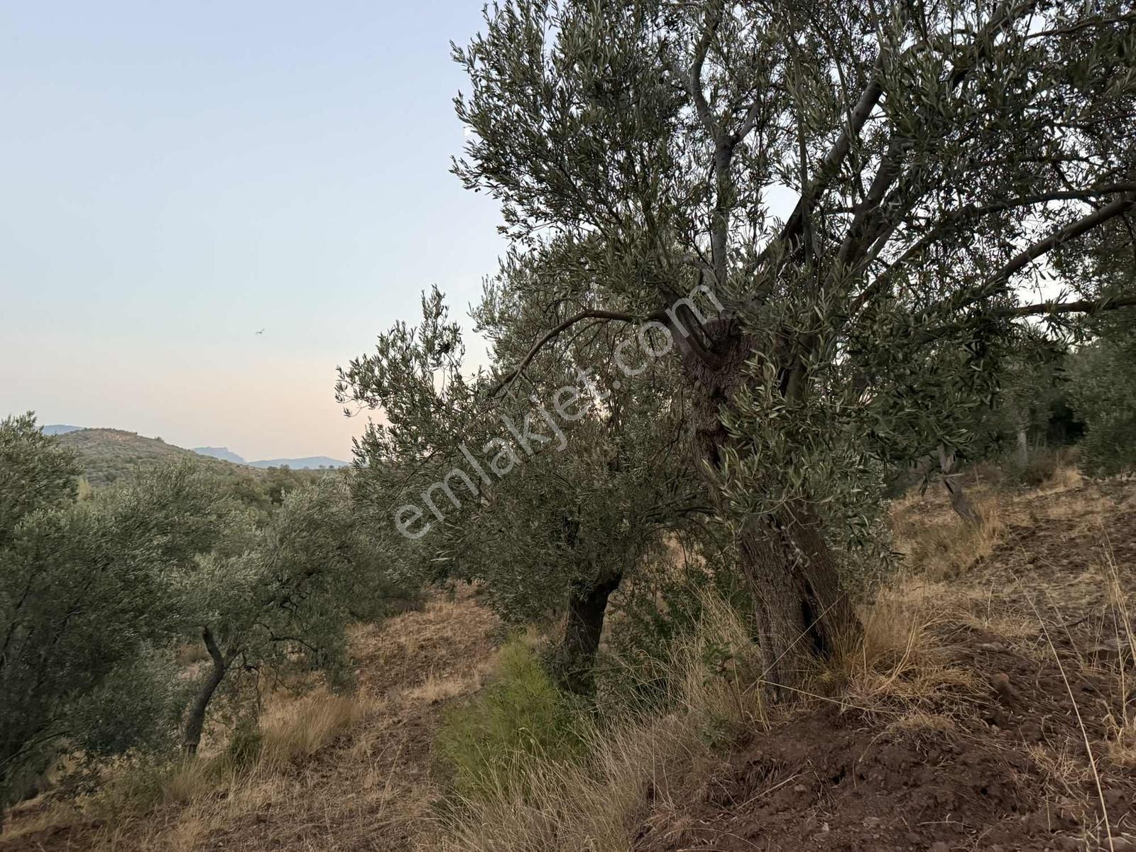 Resmi Yola Cephe Uygun Fiyat Zeytinlik — fotoğraf 9