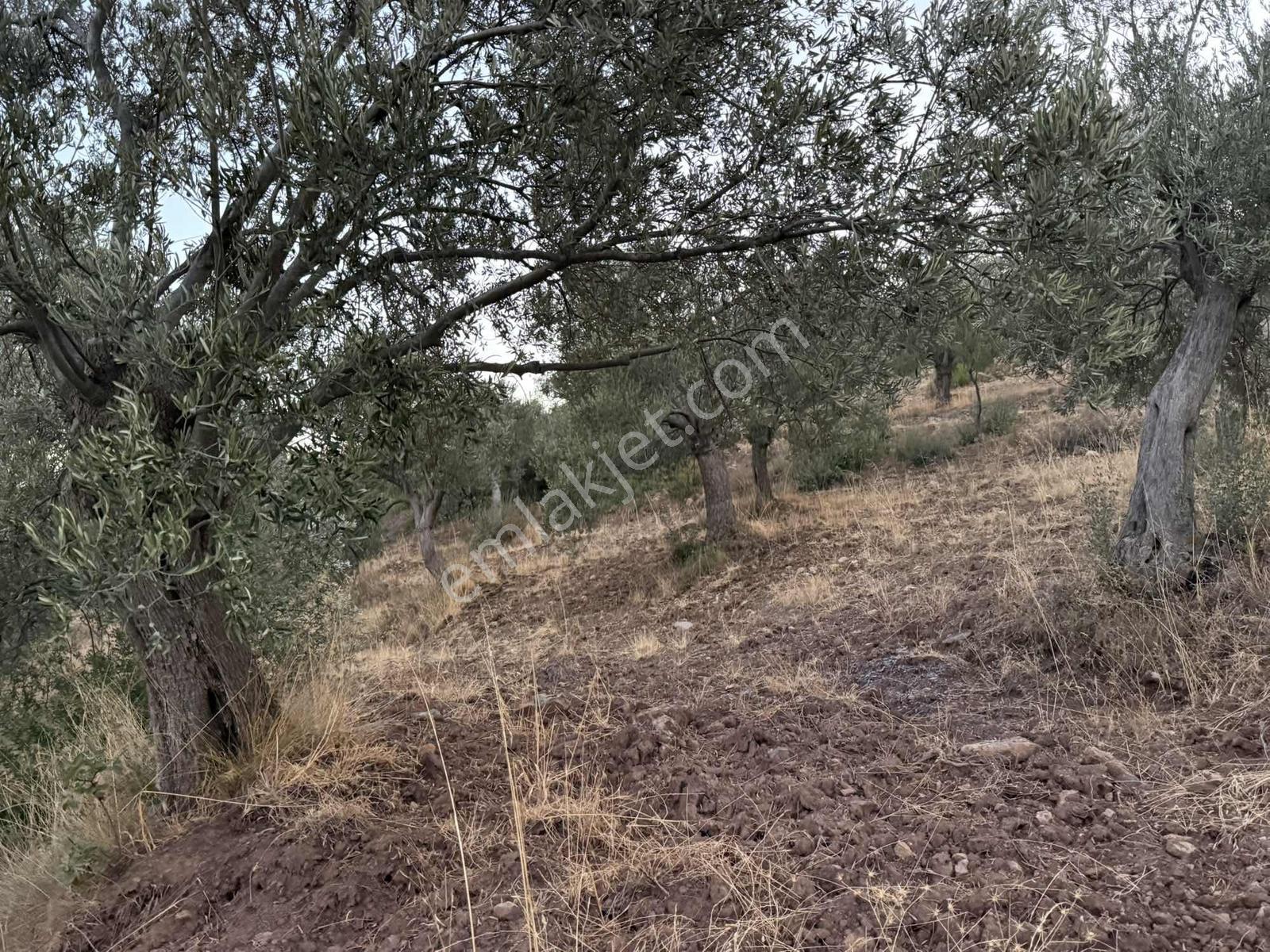 Resmi Yola Cephe Uygun Fiyat Zeytinlik — fotoğraf 10