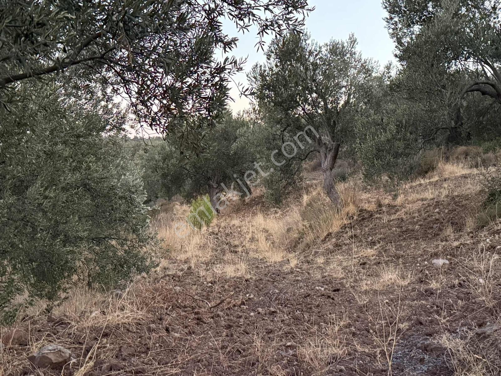 Resmi Yola Cephe Uygun Fiyat Zeytinlik — fotoğraf 11