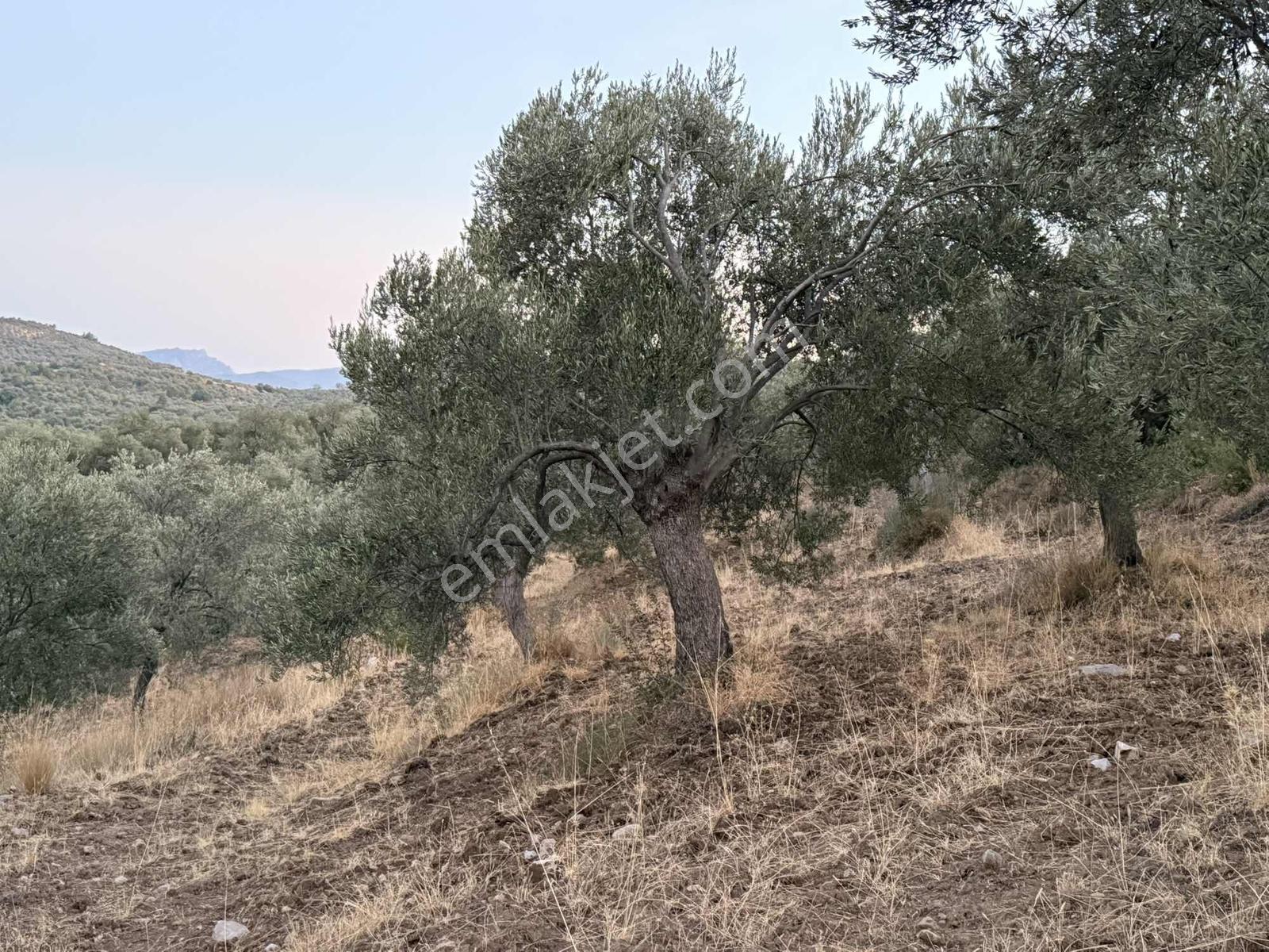 Resmi Yola Cephe Uygun Fiyat Zeytinlik — fotoğraf 12