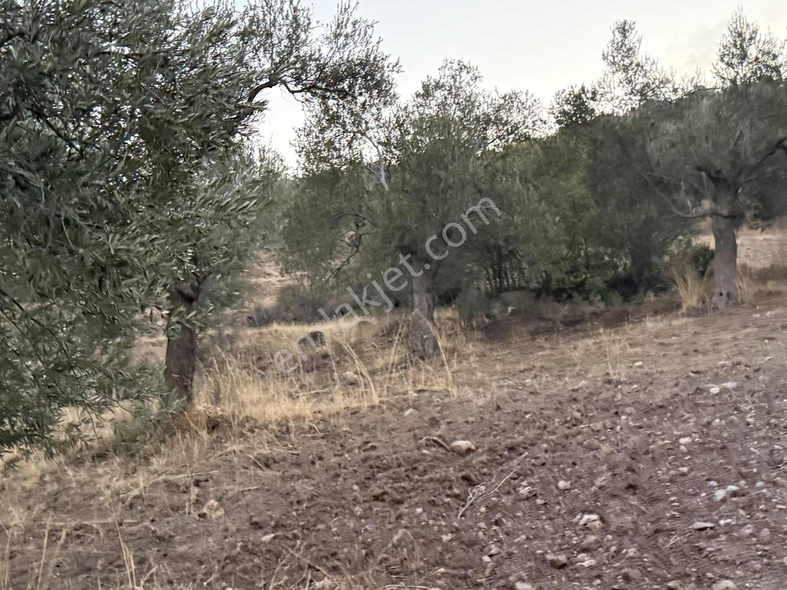 Resmi Yola Cephe Uygun Fiyat Zeytinlik — fotoğraf 13