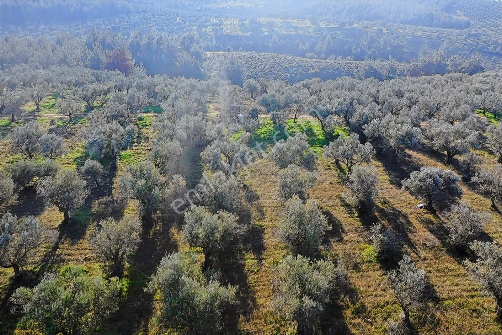 Akhisar Cumhuriyet Mahallesinde [izmirdağ Mevki] Yatırımlık — fotoğraf 4