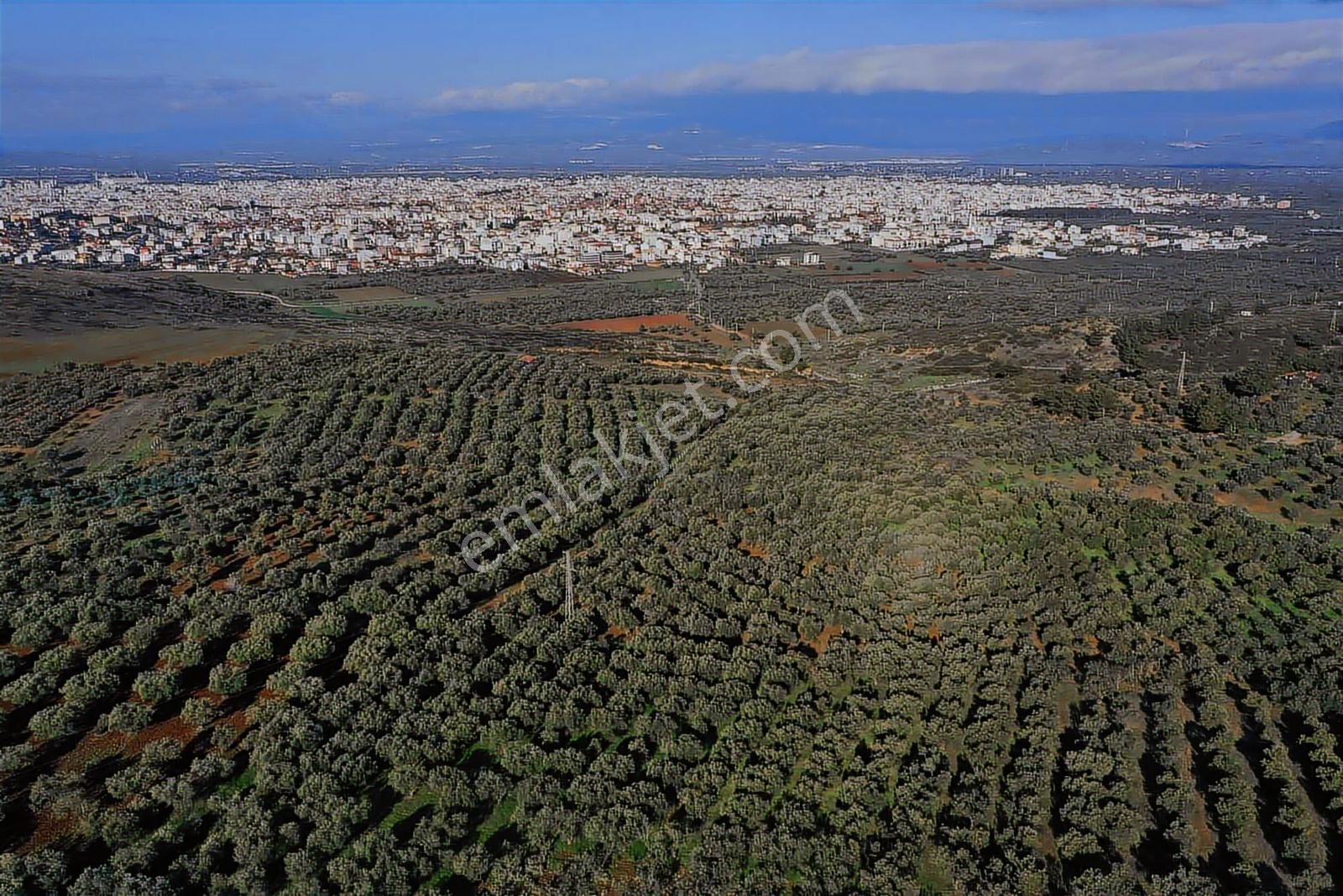Akhisar Cumhuriyet Mahallesinde [izmirdağ Mevki] Yatırımlık — fotoğraf 14