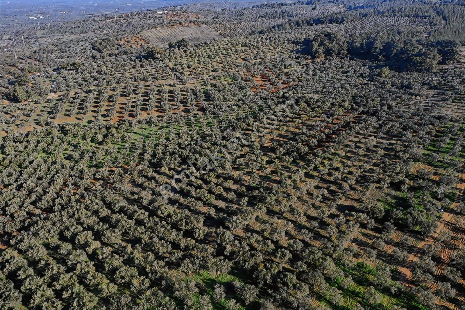 Akhisar Cumhuriyet Mahallesinde [izmirdağ Mevki] Yatırımlık — fotoğraf 15