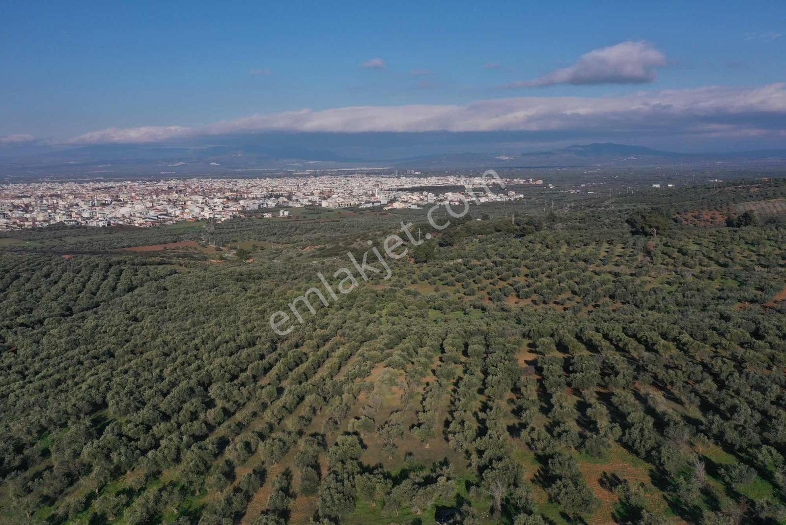 Akhisar Cumhuriyet Mahallesinde [izmirdağ Mevki] Yatırımlık — fotoğraf 17