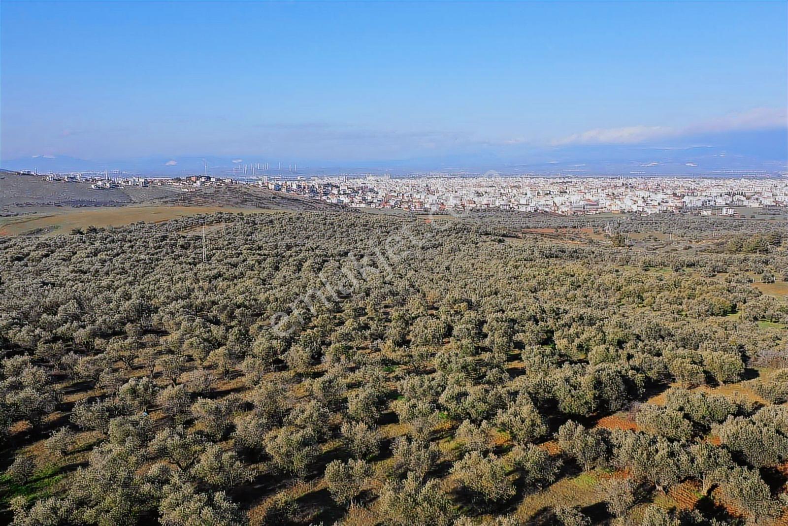 Akhisar Cumhuriyet Mahallesinde [izmirdağ Mevki] Yatırımlık — fotoğraf 19