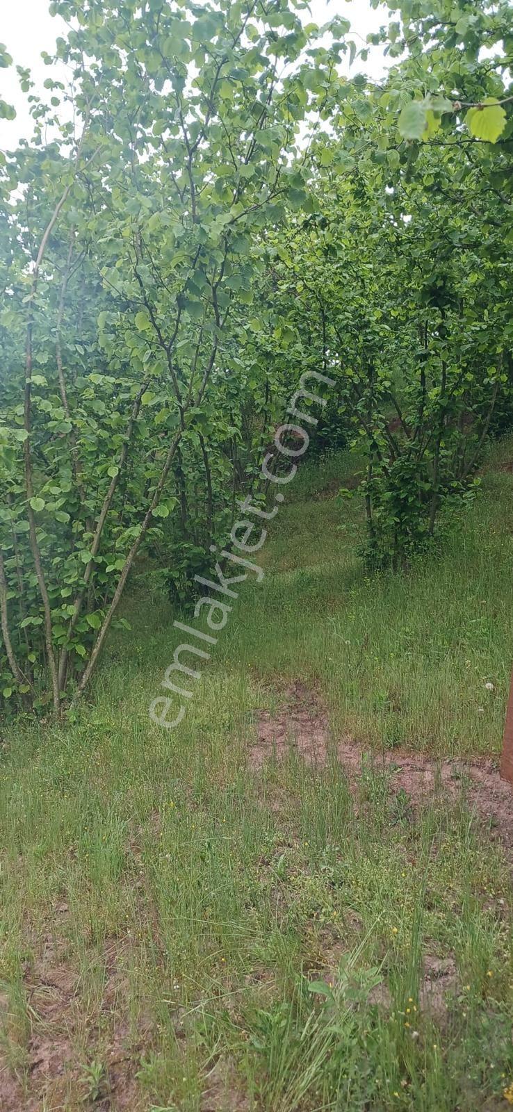 Karasu Ardıçbeli'nde 16.510 M² Satılık Fındık Bahçesi — fotoğraf 9