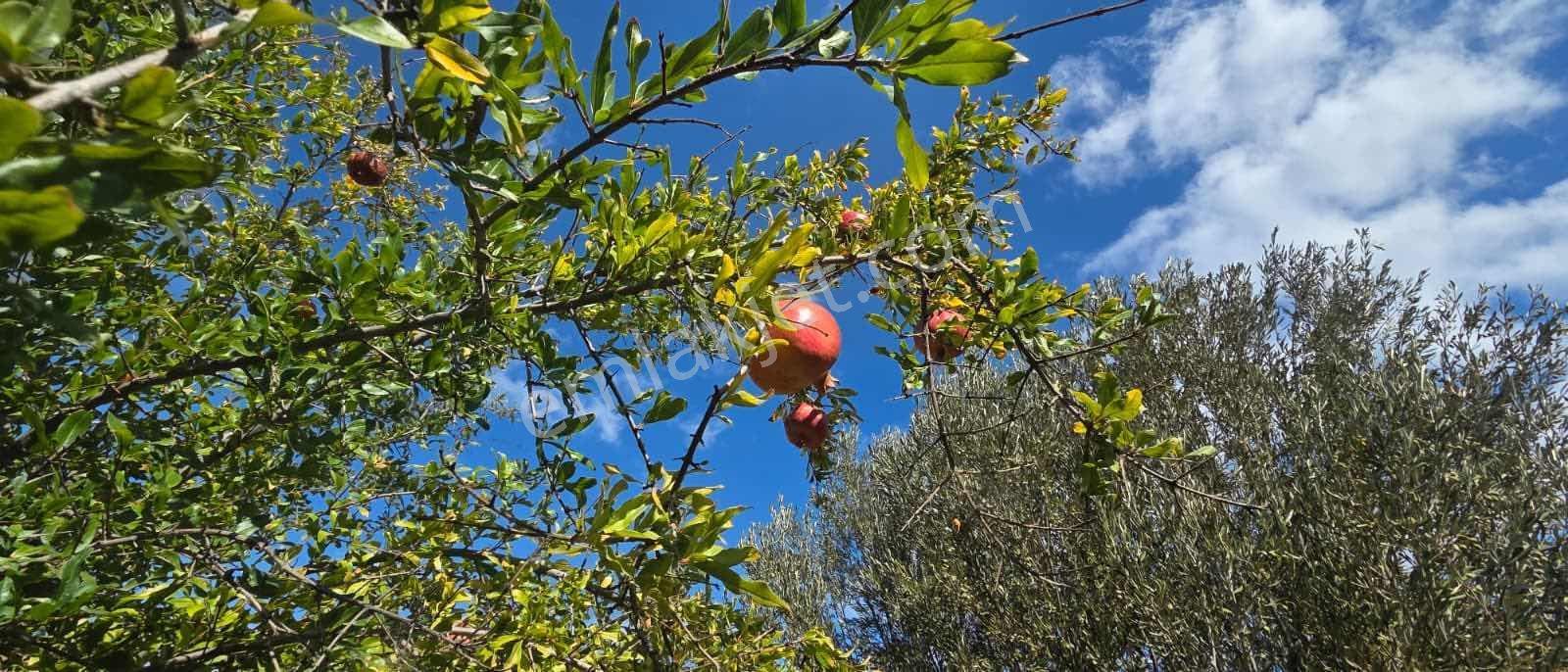 Sahilevlerine 33 Metre Yola Cepheli 4070 M2 Malikane Arsası — fotoğraf 6