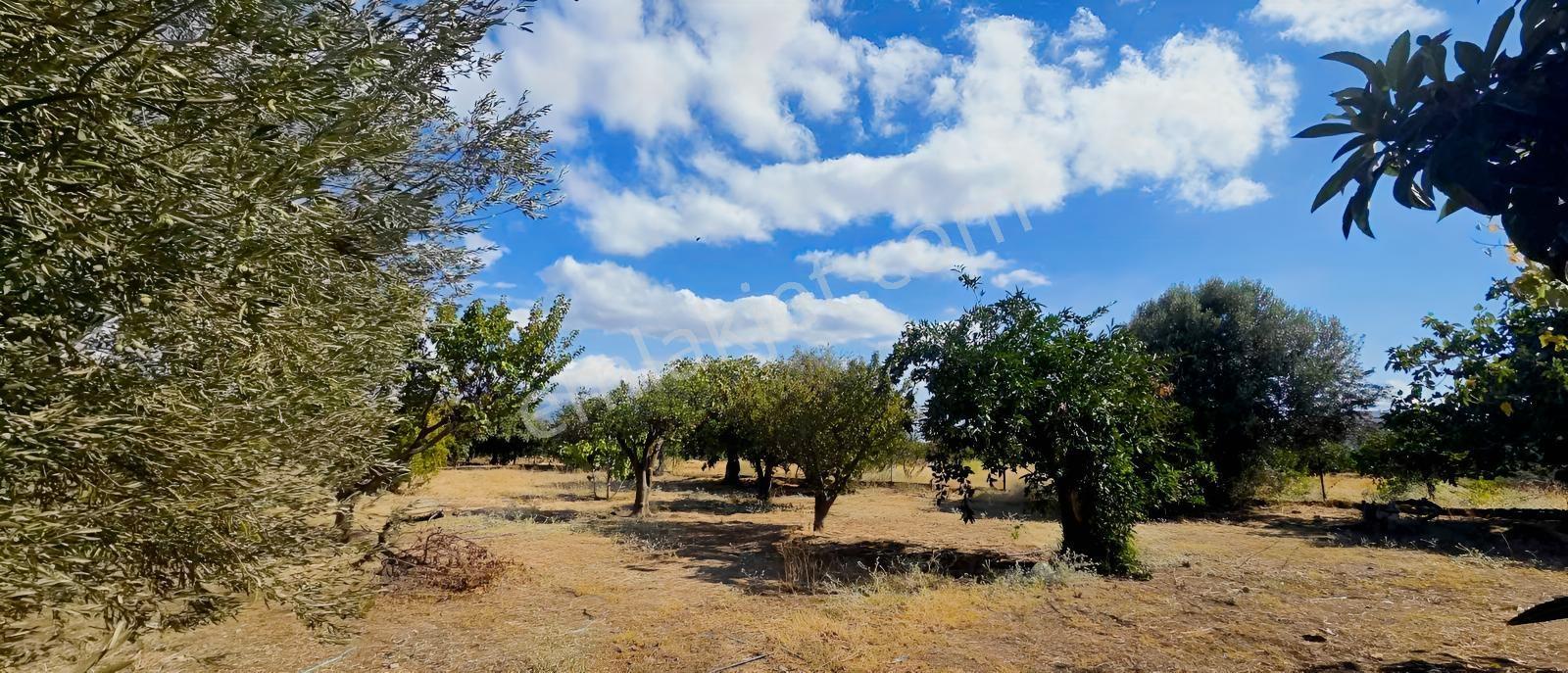 Sahilevlerine 33 Metre Yola Cepheli 4070 M2 Malikane Arsası — fotoğraf 9