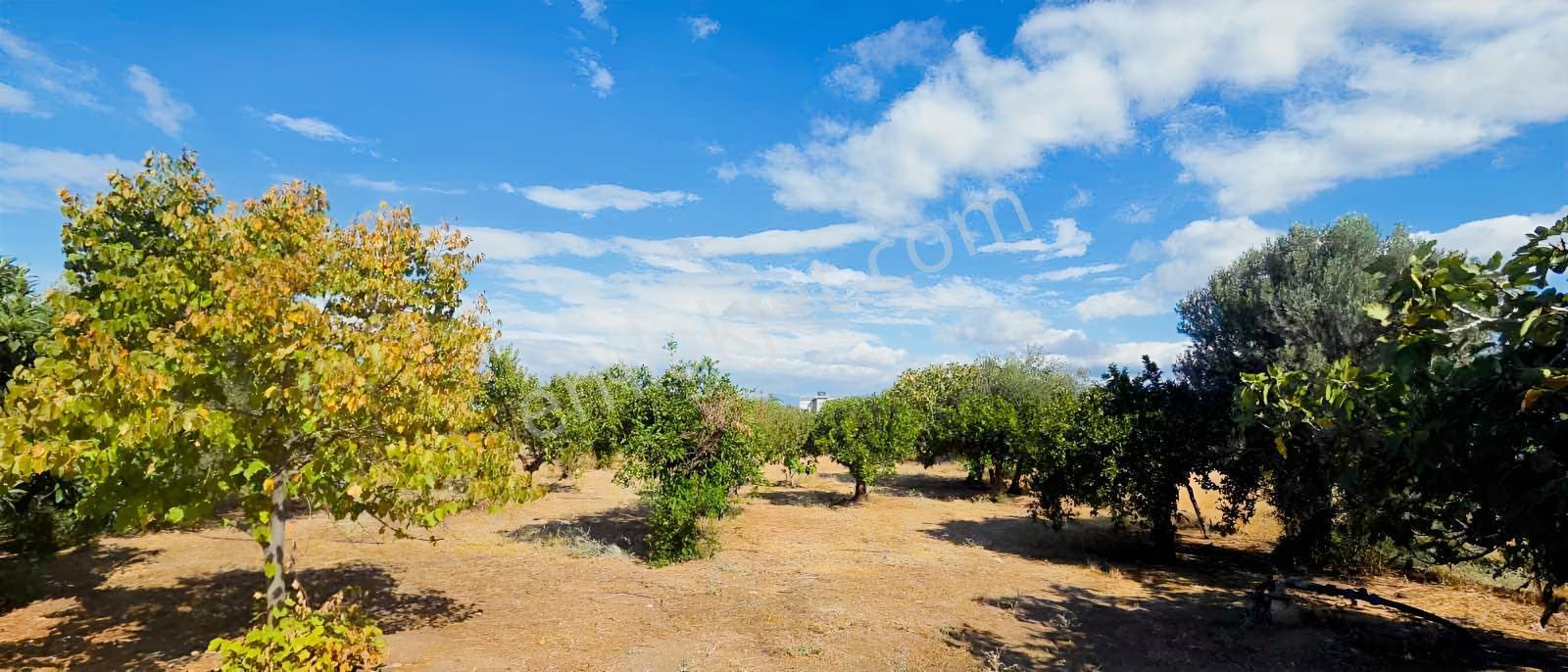 Sahilevlerine 33 Metre Yola Cepheli 4070 M2 Malikane Arsası — fotoğraf 10
