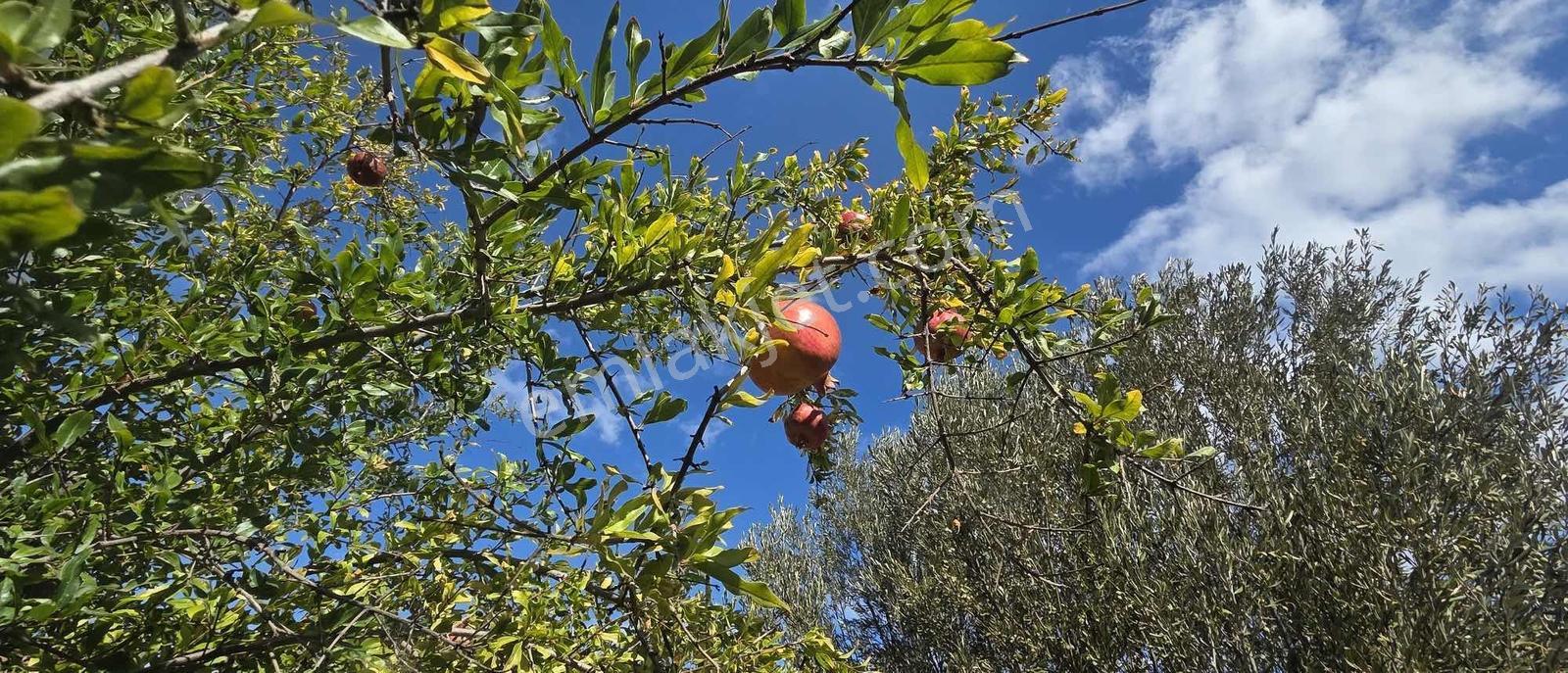 Sahilevlerine 33 Metre Yola Cepheli 4070 M2 Malikane Arsası — fotoğraf 19