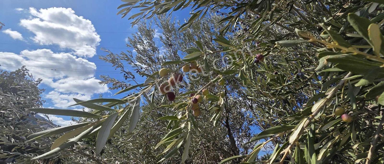 Sahilevlerine 33 Metre Yola Cepheli 4070 M2 Malikane Arsası — fotoğraf 26