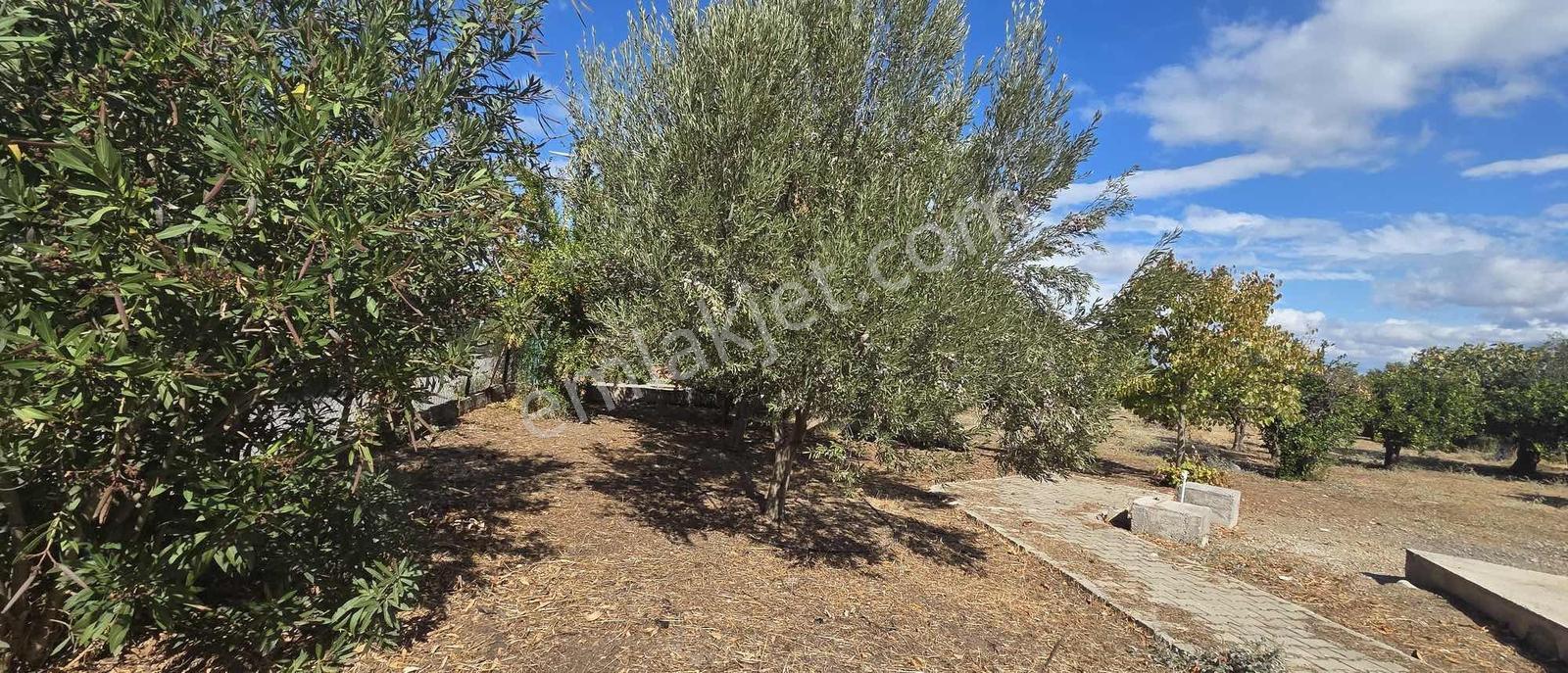 Sahilevlerine 33 Metre Yola Cepheli 4070 M2 Malikane Arsası — fotoğraf 29