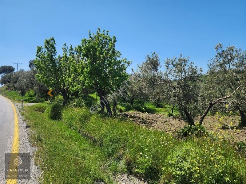 Balıkesir Ayvalık Bagyüzü Zeytinlik Bahçe Satılık — fotoğraf 2