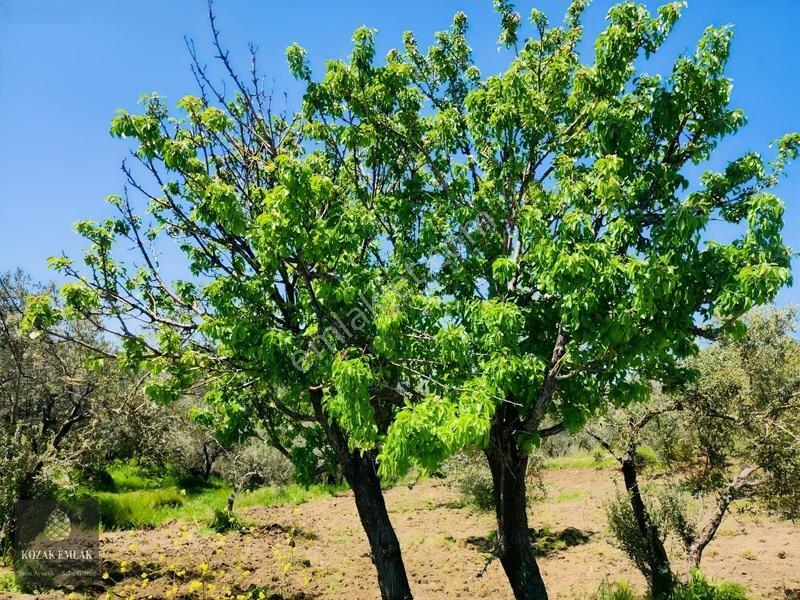 Balıkesir Ayvalık Bagyüzü Zeytinlik Bahçe Satılık — fotoğraf 4