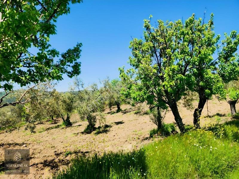 Balıkesir Ayvalık Bagyüzü Zeytinlik Bahçe Satılık — fotoğraf 7