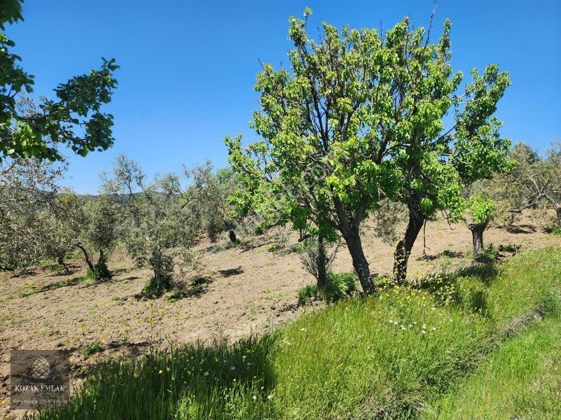 Balıkesir Ayvalık Bagyüzü Zeytinlik Bahçe Satılık — fotoğraf 8