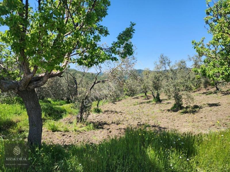 Balıkesir Ayvalık Bagyüzü Zeytinlik Bahçe Satılık — fotoğraf 9