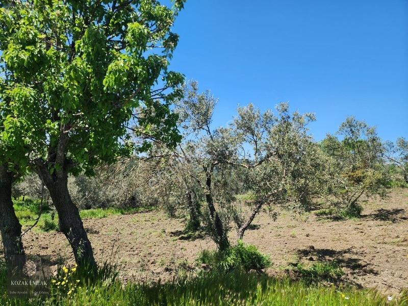 Balıkesir Ayvalık Bagyüzü Zeytinlik Bahçe Satılık — fotoğraf 12