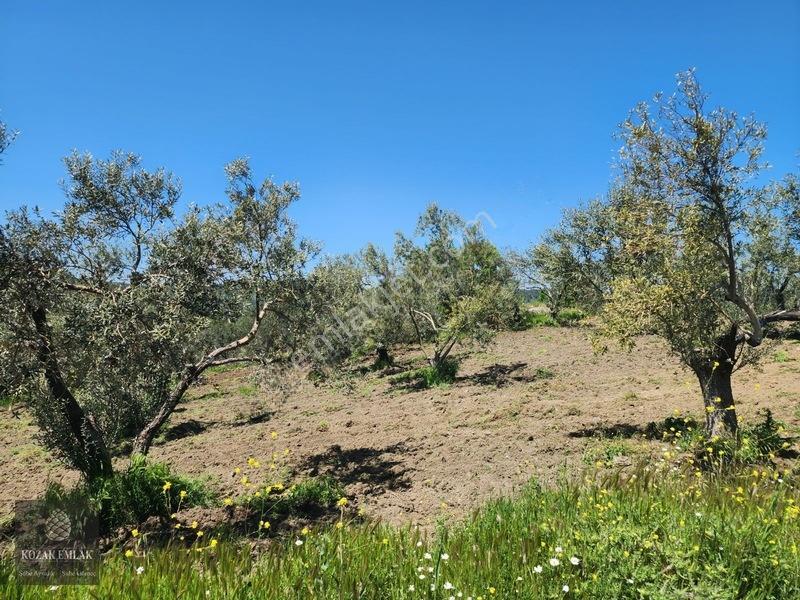 Balıkesir Ayvalık Bagyüzü Zeytinlik Bahçe Satılık — fotoğraf 13