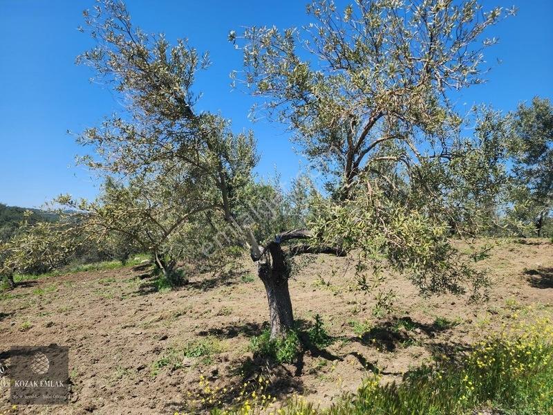 Balıkesir Ayvalık Bagyüzü Zeytinlik Bahçe Satılık — fotoğraf 17