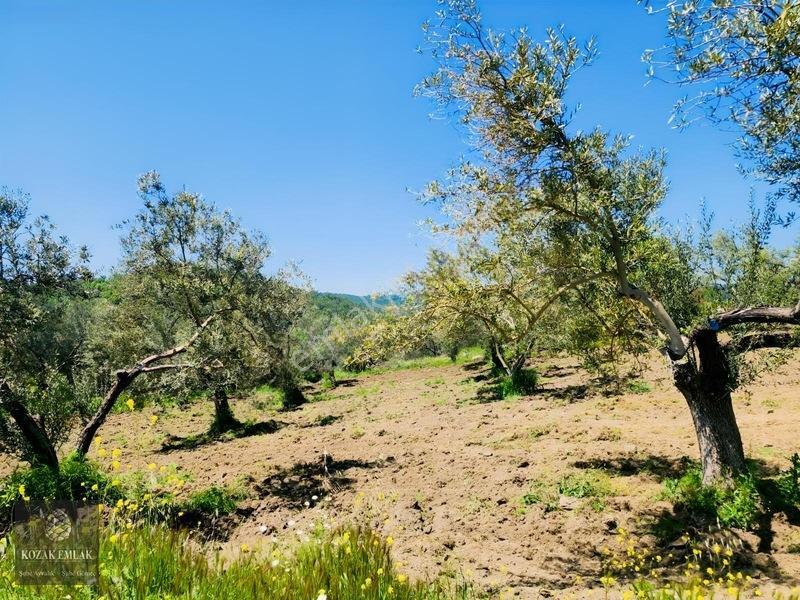 Balıkesir Ayvalık Bagyüzü Zeytinlik Bahçe Satılık — fotoğraf 18