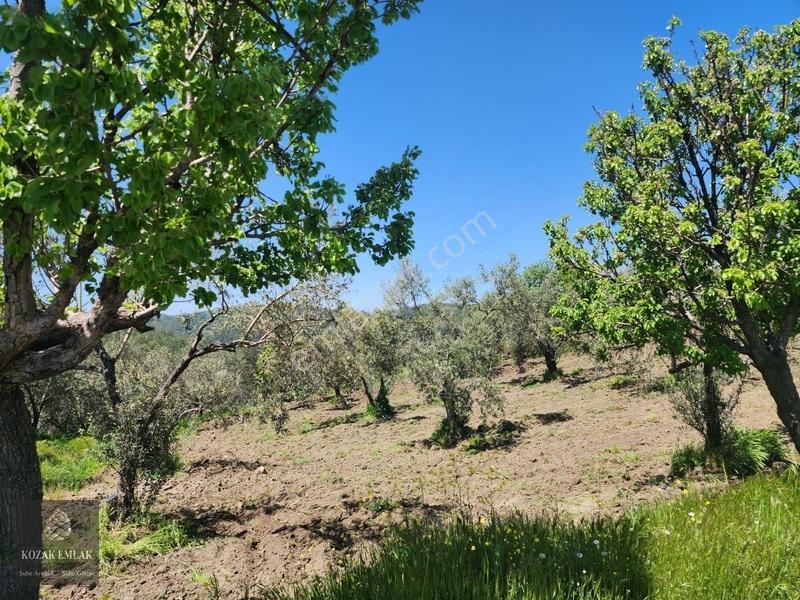 Balıkesir Ayvalık Bagyüzü Zeytinlik Bahçe Satılık — fotoğraf 19