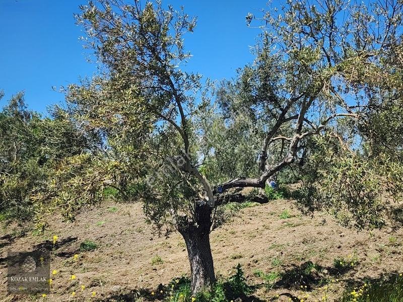 Balıkesir Ayvalık Bagyüzü Zeytinlik Bahçe Satılık — fotoğraf 22