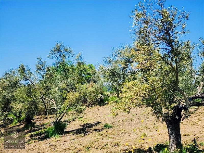 Balıkesir Ayvalık Bagyüzü Zeytinlik Bahçe Satılık — fotoğraf 23