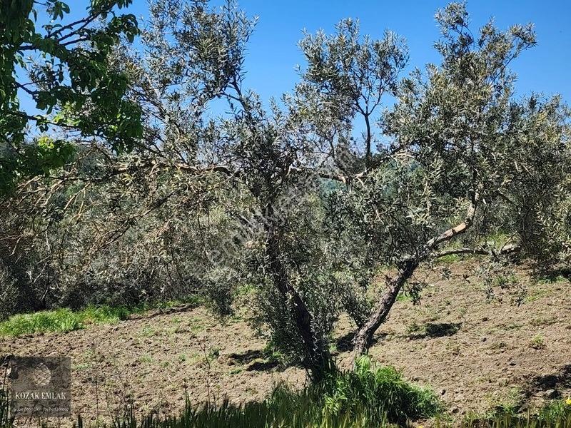 Balıkesir Ayvalık Bagyüzü Zeytinlik Bahçe Satılık — fotoğraf 24
