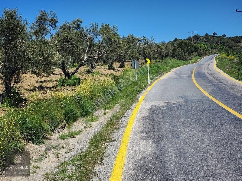 Balıkesir Ayvalık Bagyüzü Zeytinlik Bahçe Satılık — fotoğraf 25