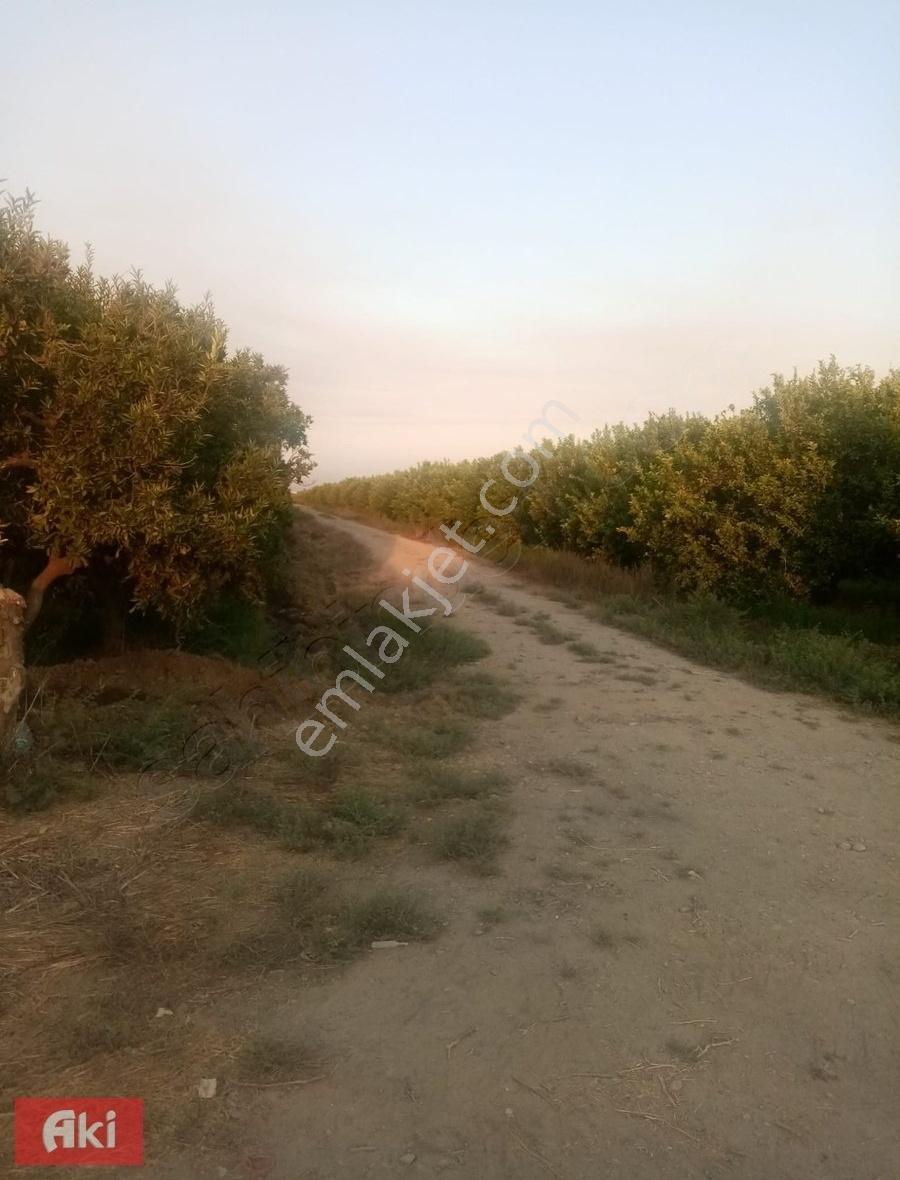 Aki Gayrimenkul Den Tek Tapu / Yenidam / 270 Dönüm / Tarla Çiftlik / İcarada Olur — fotoğraf 2