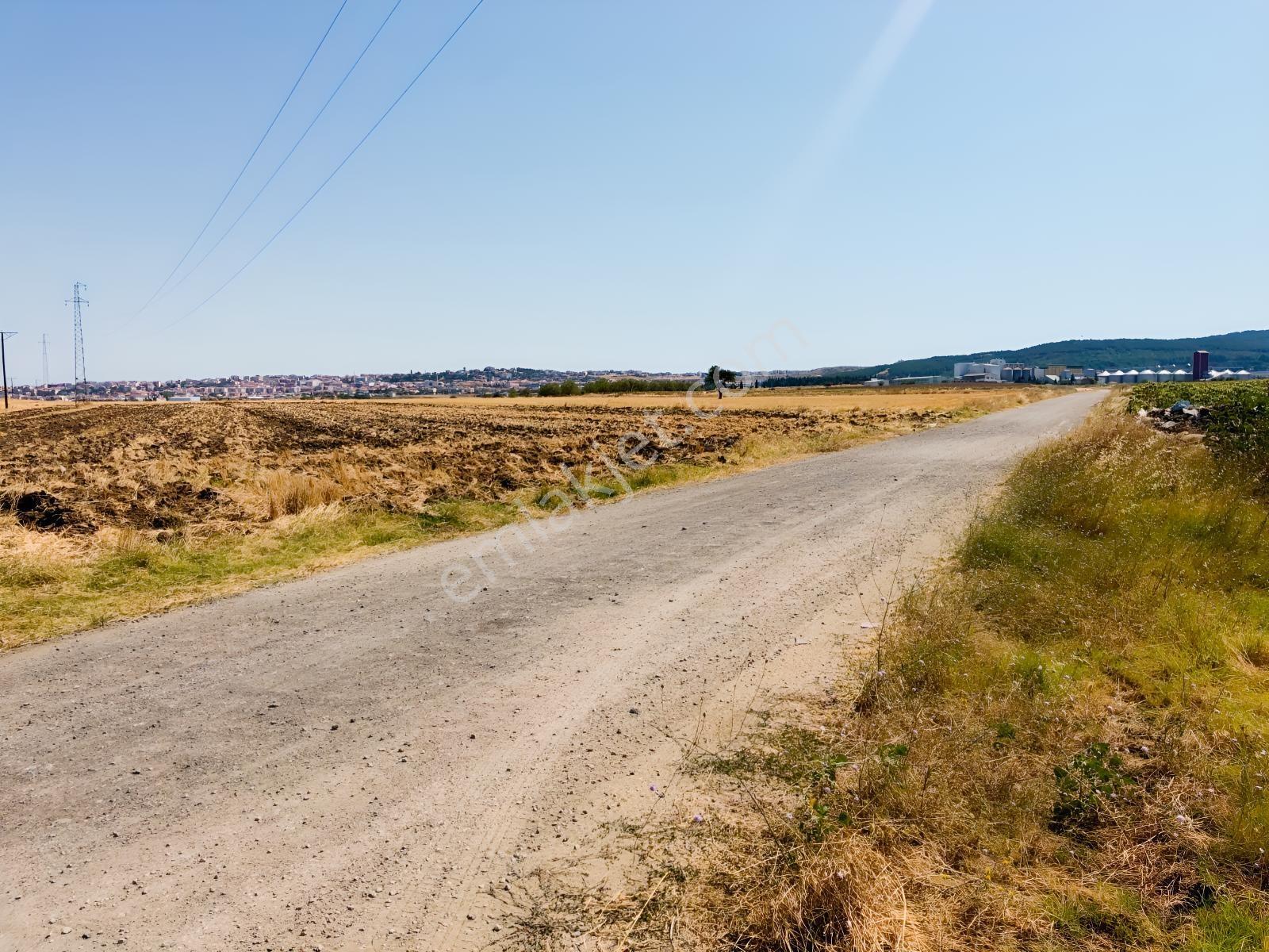 Edirne Keşan Aşağızaferiye 7.997,56m2 Satılık Ayçiçek Tarlası — fotoğraf 3