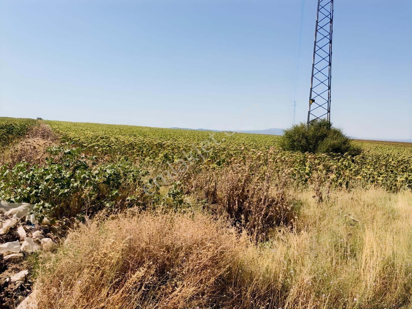 Edirne Keşan Aşağızaferiye 7.997,56m2 Satılık Ayçiçek Tarlası — fotoğraf 4
