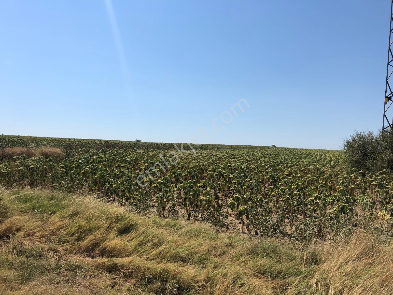 Edirne Keşan Aşağızaferiye 7.997,56m2 Satılık Ayçiçek Tarlası — fotoğraf 5