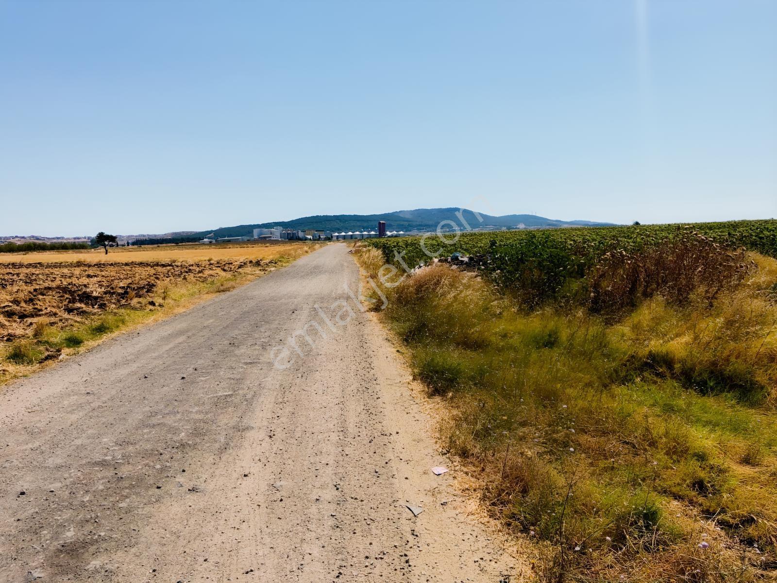 Edirne Keşan Aşağızaferiye 7.997,56m2 Satılık Ayçiçek Tarlası — fotoğraf 8