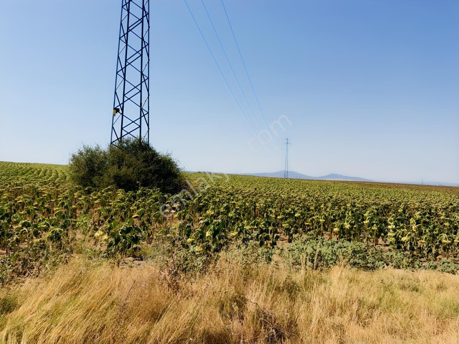 Edirne Keşan Aşağızaferiye 7.997,56m2 Satılık Ayçiçek Tarlası — fotoğraf 9