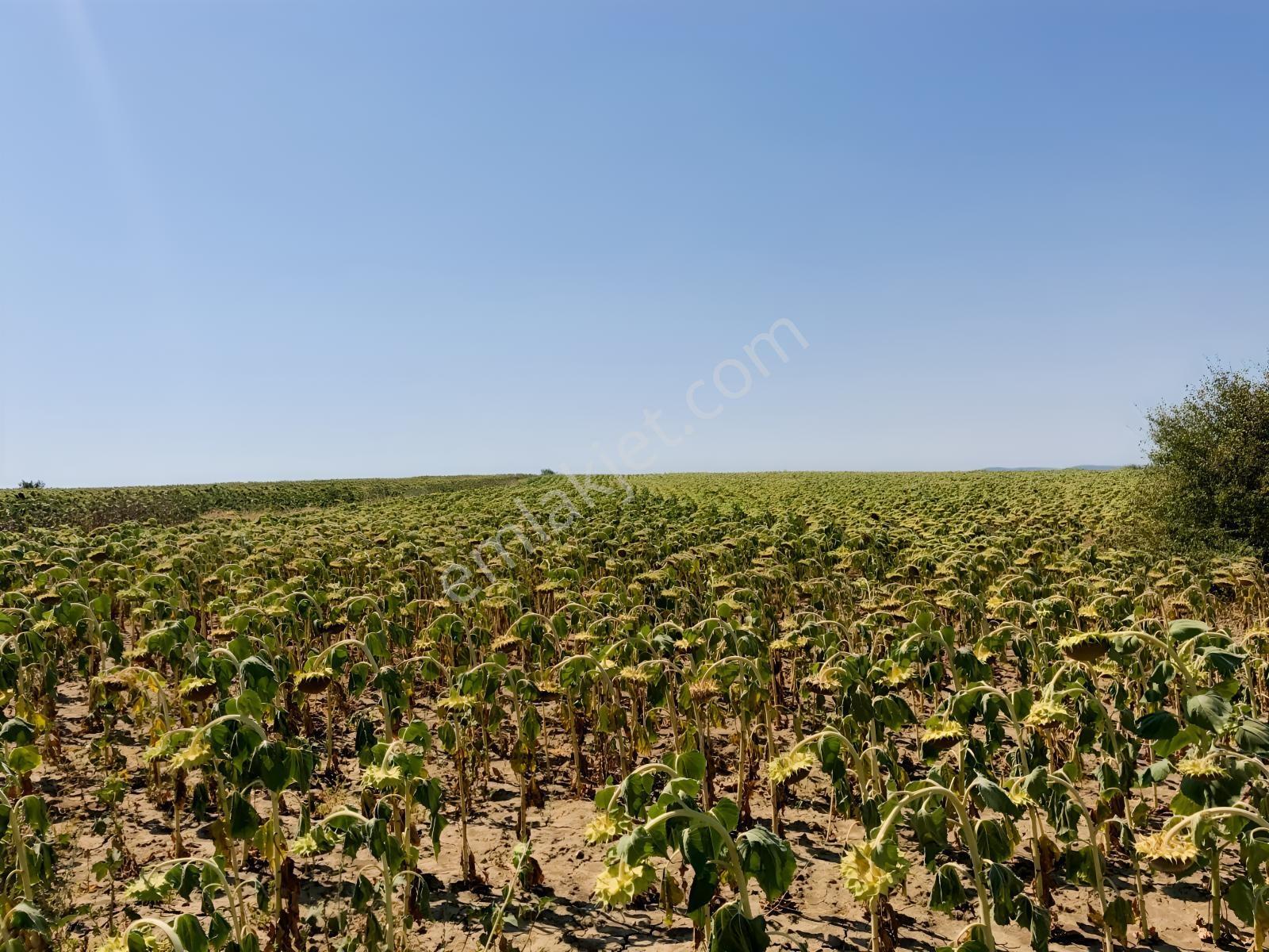 Edirne Keşan Aşağızaferiye 7.997,56m2 Satılık Ayçiçek Tarlası — fotoğraf 10