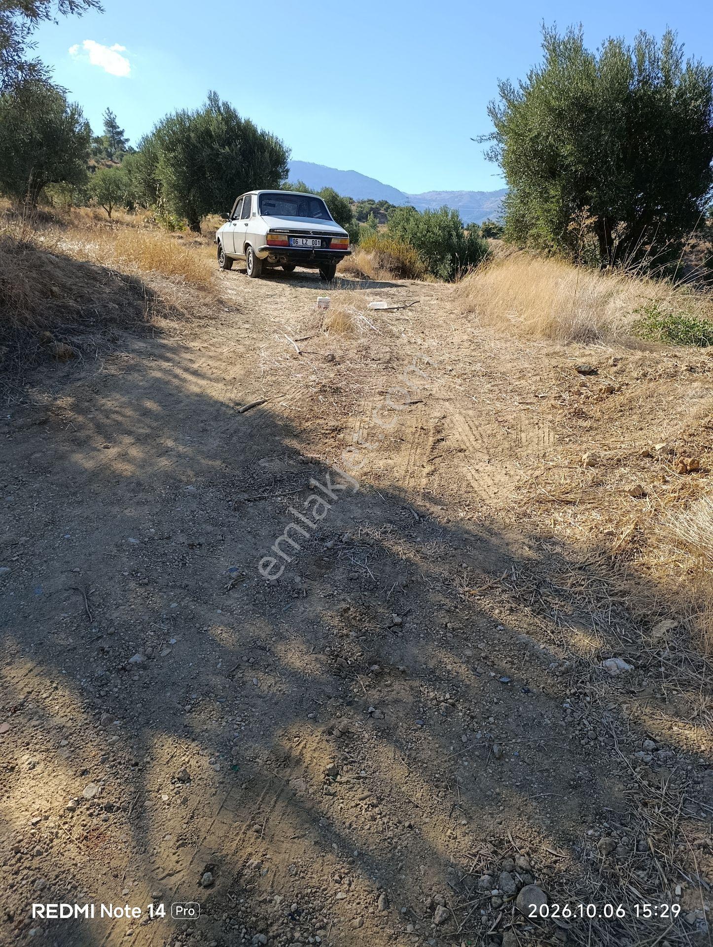 Çölgezen Gayrimenkulden Satılık Zeytinlik — fotoğraf 3