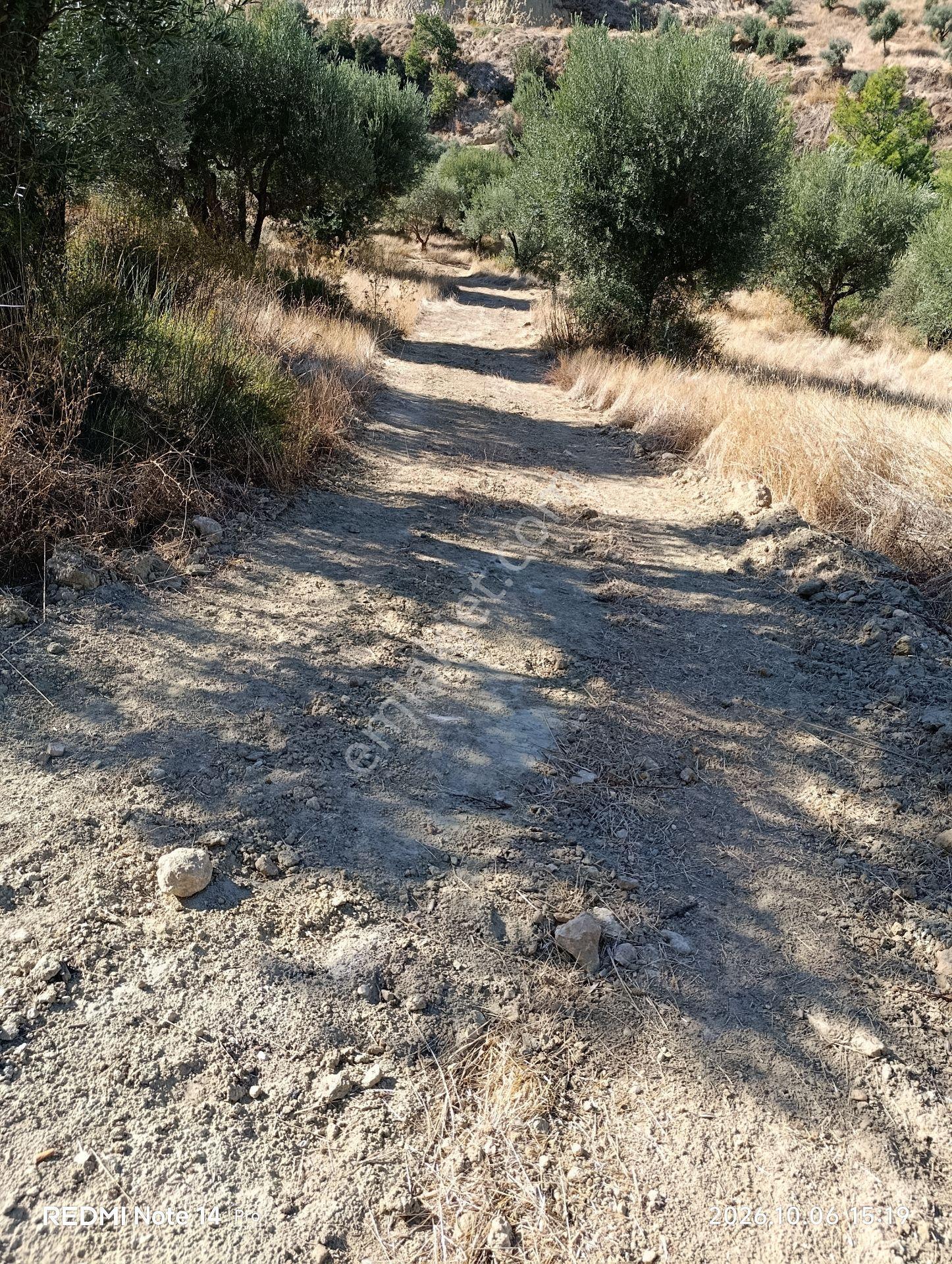Çölgezen Gayrimenkulden Satılık Zeytinlik — fotoğraf 8