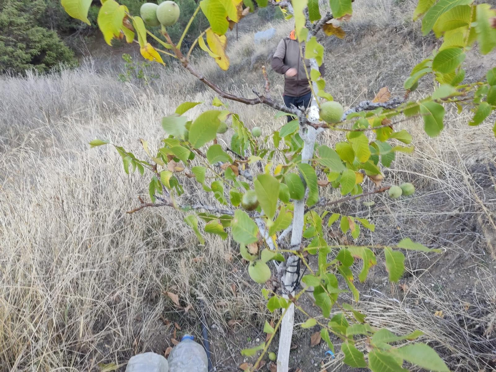 Kamil Yolu Üzerinde Bahçe Vasfında Tarla — fotoğraf 8